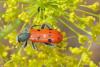 Trichodes octopunctatus